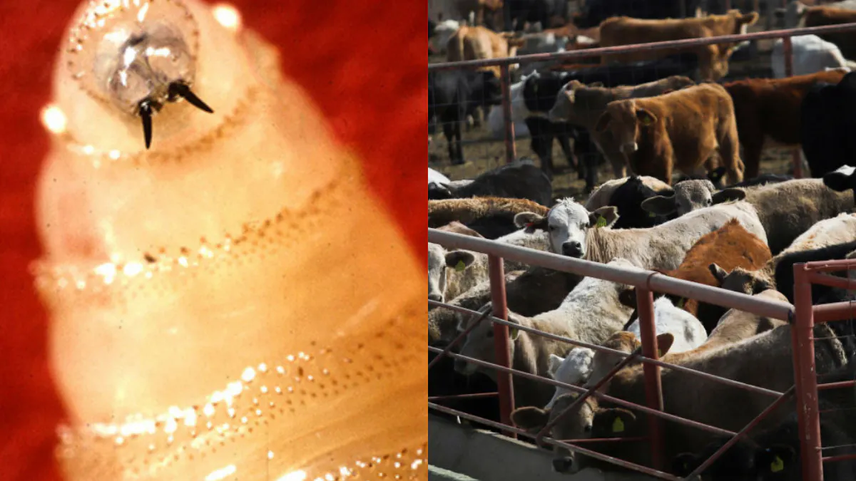 Flesh-Eating Screwworm Reaches U.S. Livestock