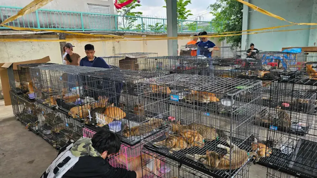 Police Save 400 Cats From Gruesome Fate