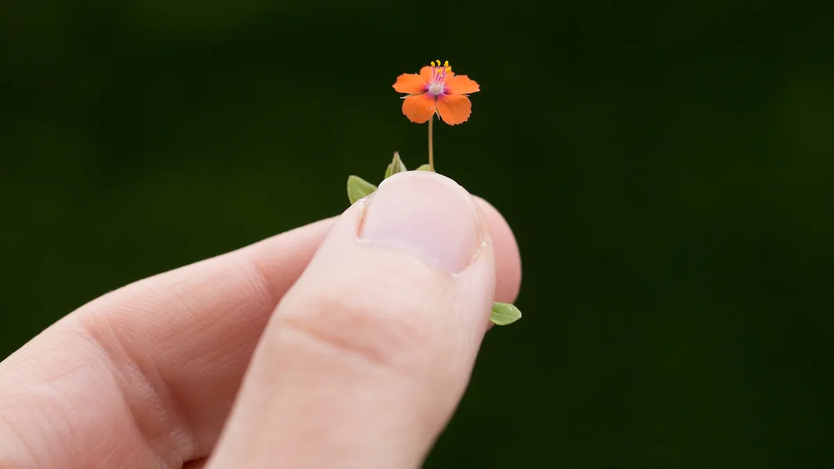 Bright Side: The Unexpected Trend Making People Smile