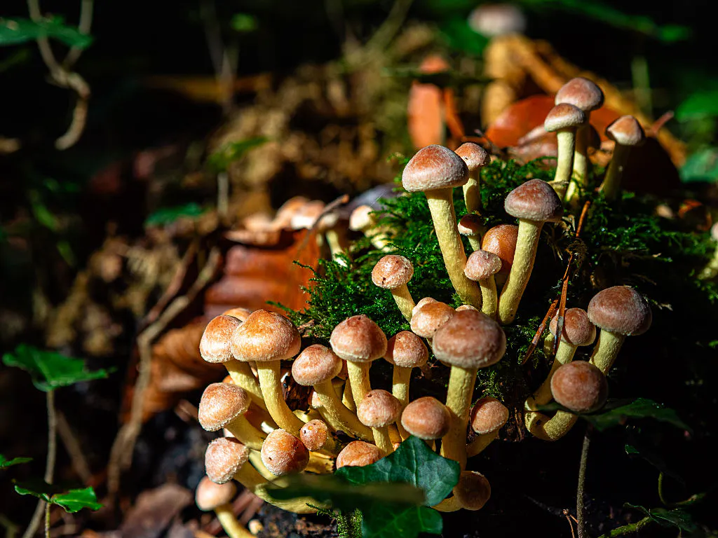 Bad Trip? Lawsuit Says ‘Magic Mushroom’ Therapy Ended In 4-Story Fall