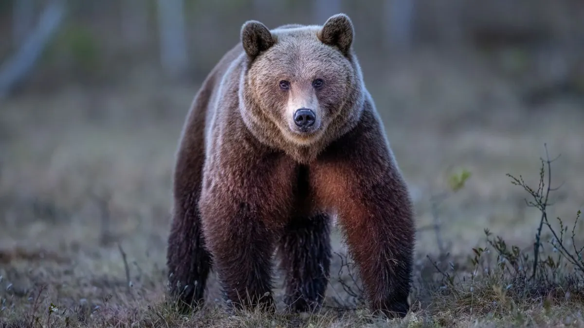 Driver Records Wild Video After Finding Bear Stuck Atop Utility Pole