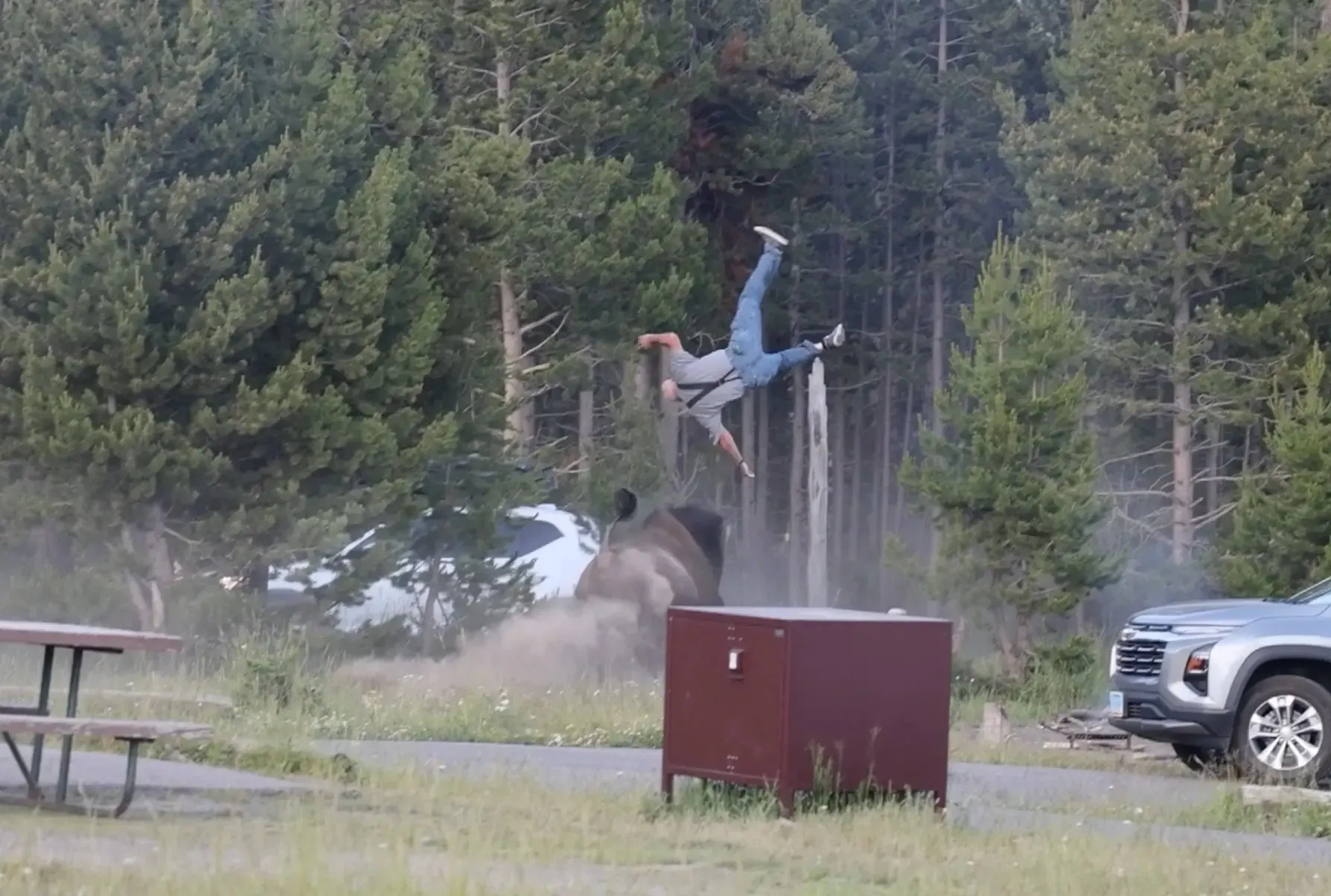 Watch The Wild Moment A Yellowstone Bison Sends Grandfather Flying