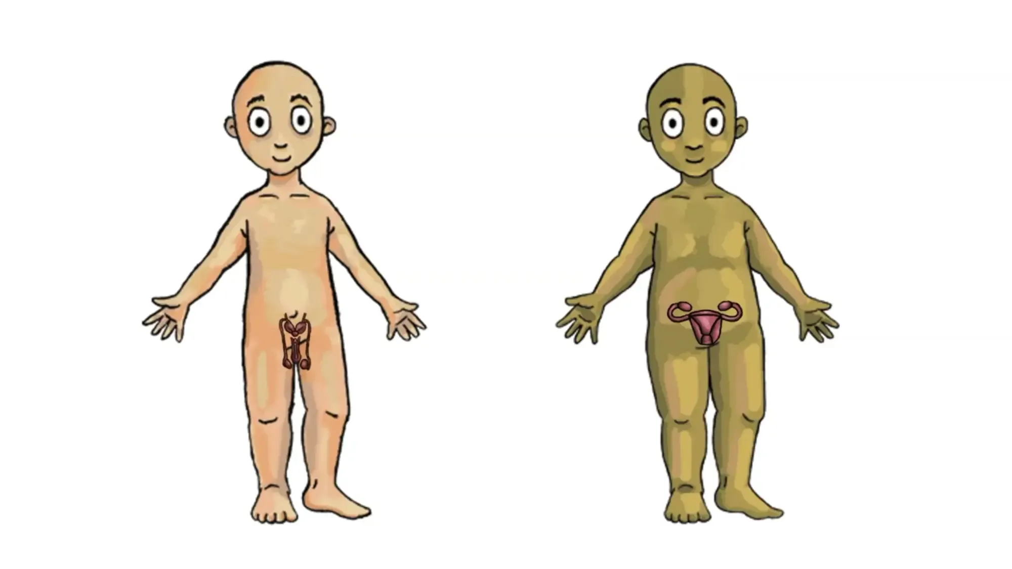 Trans Dolls With Removable Genitals Will Be Used To Teach 4-Year-Olds