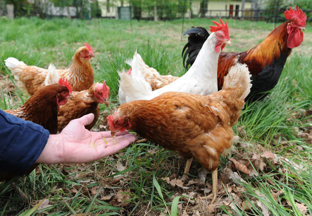 Backyard Chickens: Emotional Support Animals, Or Evil Right-Wing Trad Plot?