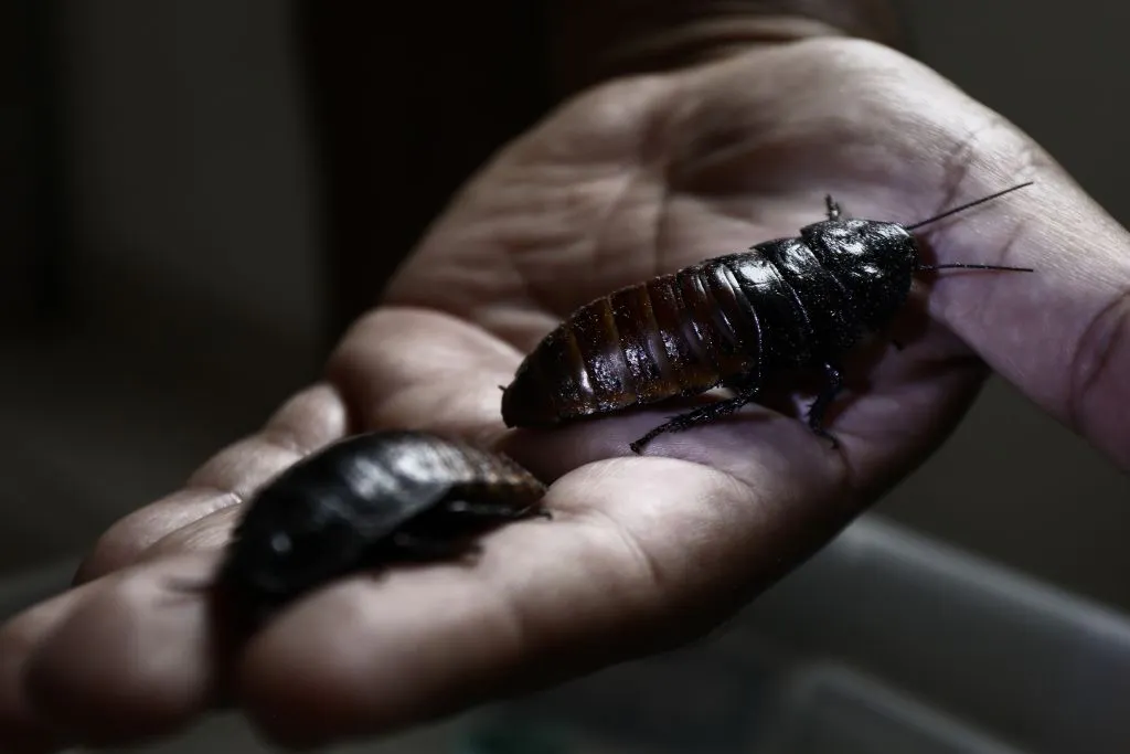 Why Scientists Are Turning Cockroaches Into Cyborgs