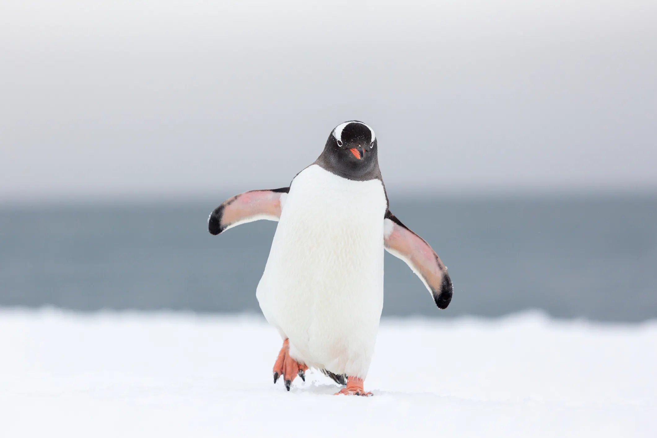 Bright Side: Discount Gas, Lucky Penguins, And More Cheap Thrills