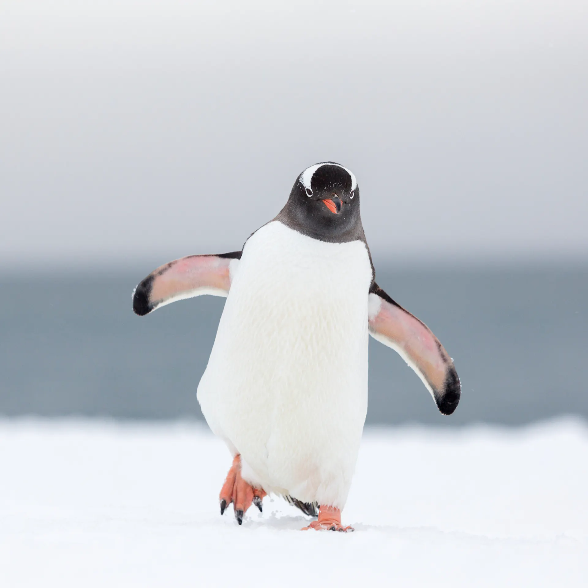 Bright Side: Discount Gas, Lucky Penguins, And More Cheap Thrills