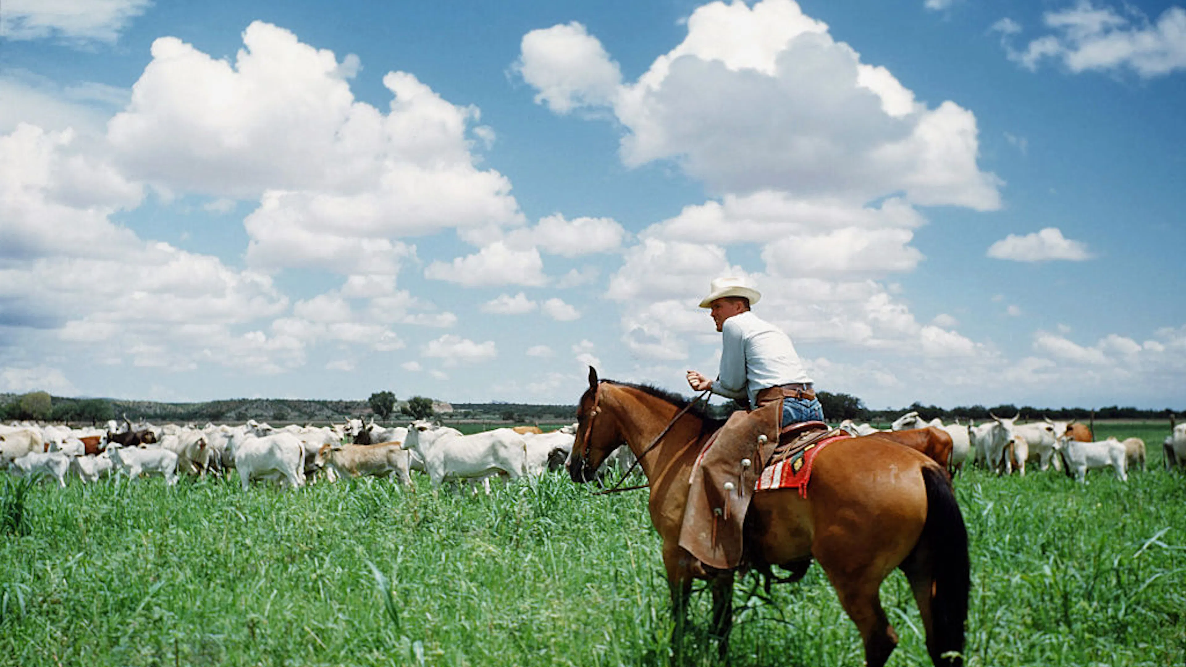 Affordable Beef Starts With American Ranchers