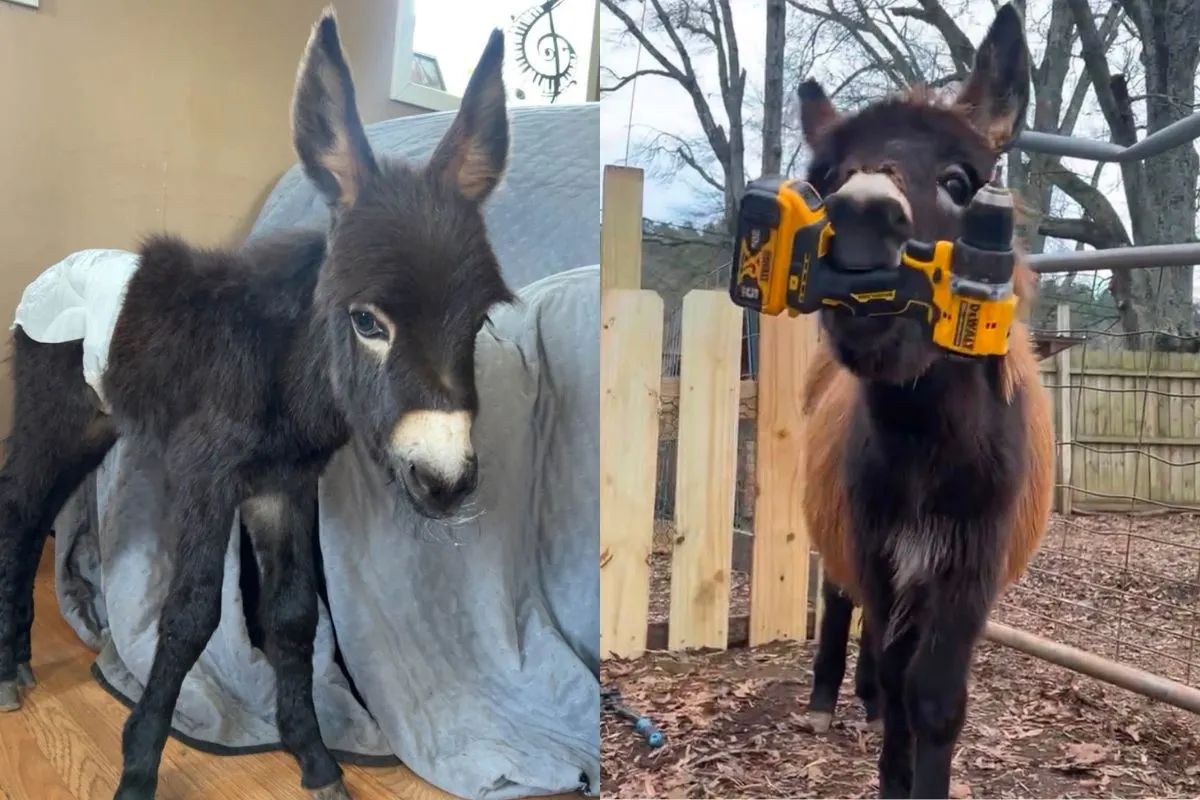 ‘He Was My Son’: Police Kill Beloved Baby Donkey In His Own Pasture