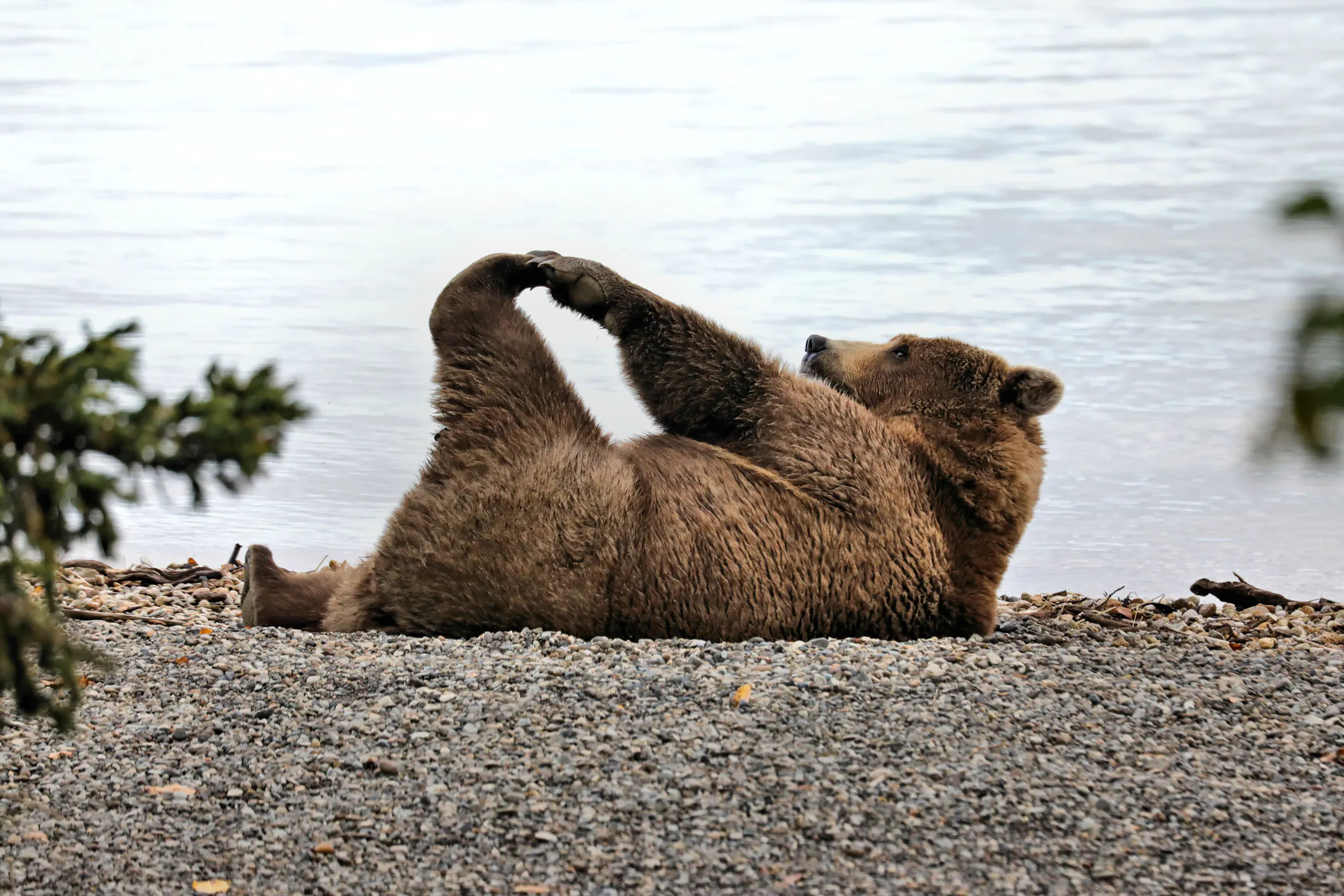 Bright Side: A Convicted Fraudster, A Fat Bear, And A Very Happy Accident