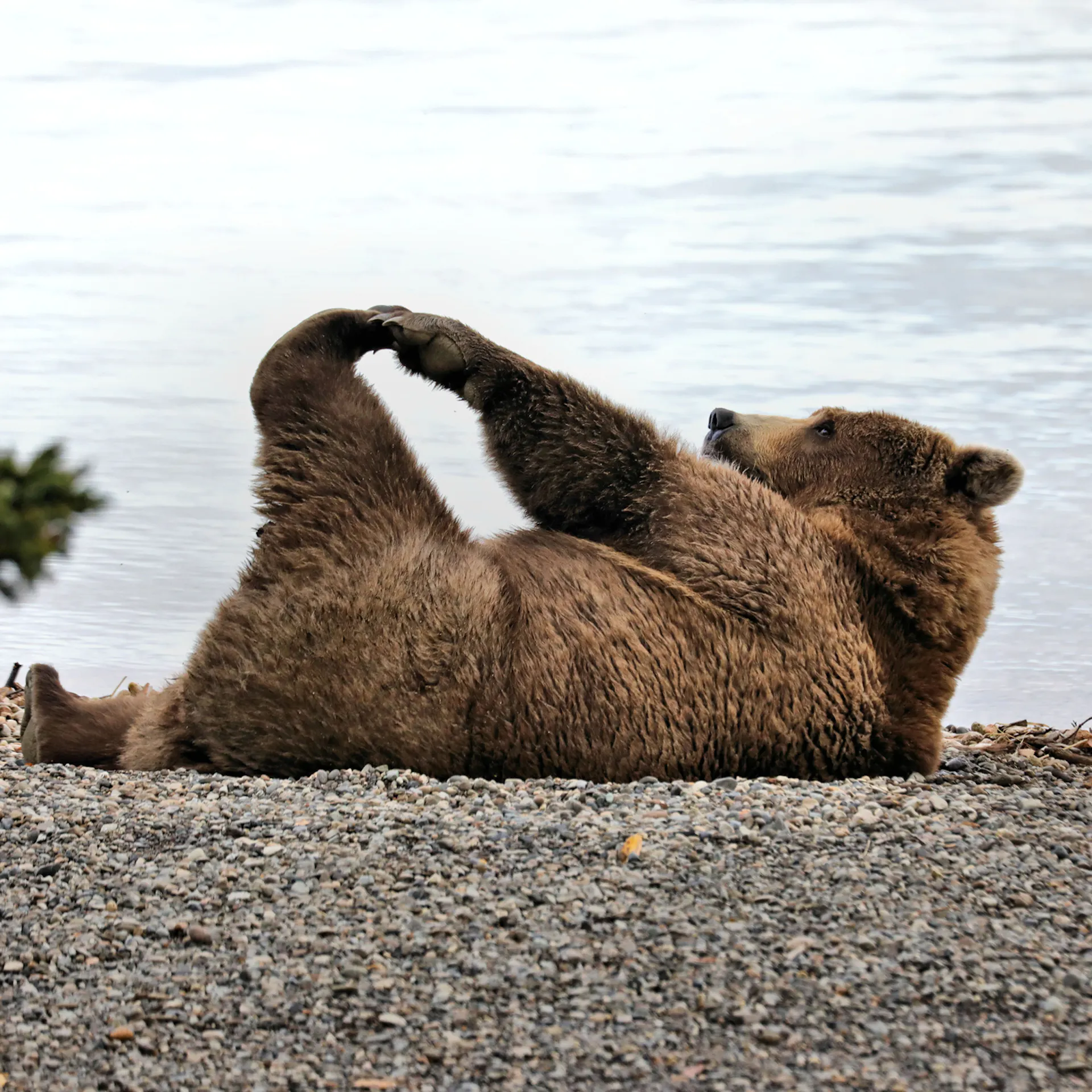 Bright Side: A Convicted Fraudster, A Fat Bear, And A Very Happy Accident