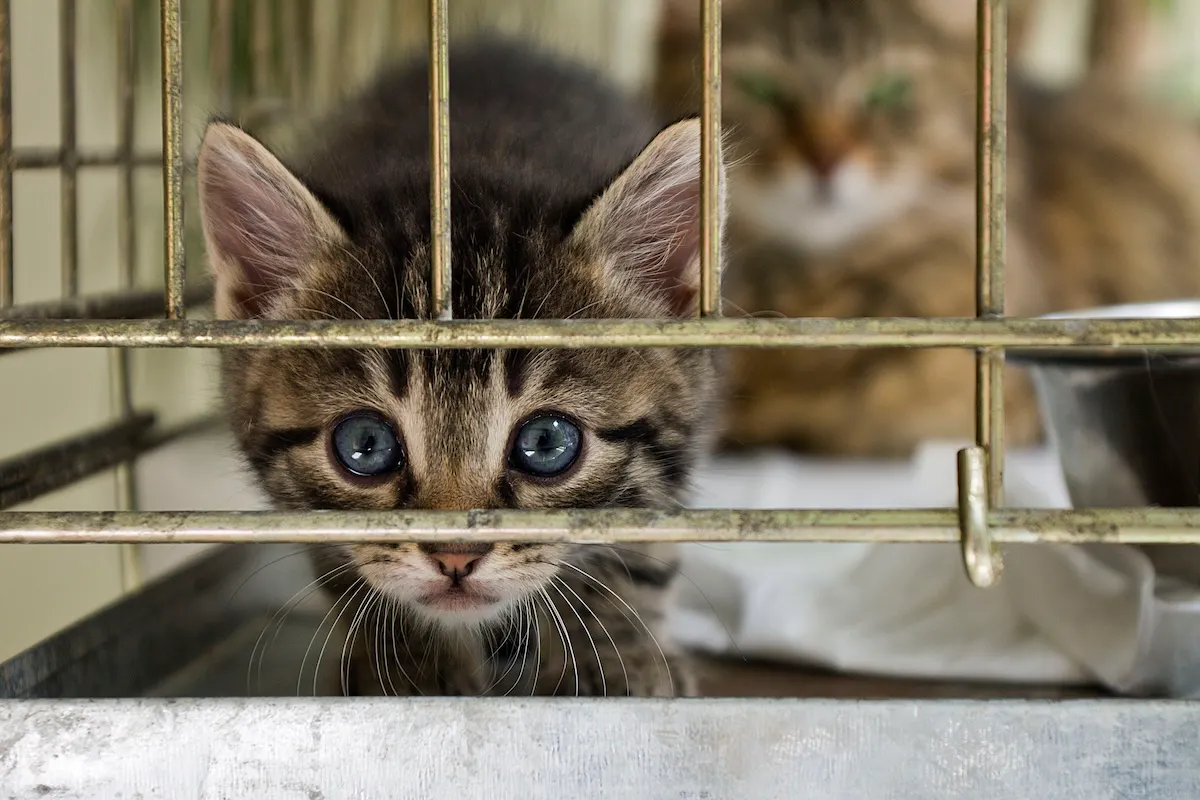 Even PETA Thinks An Anti-MAGA Kitten Rescue Is Too Radical