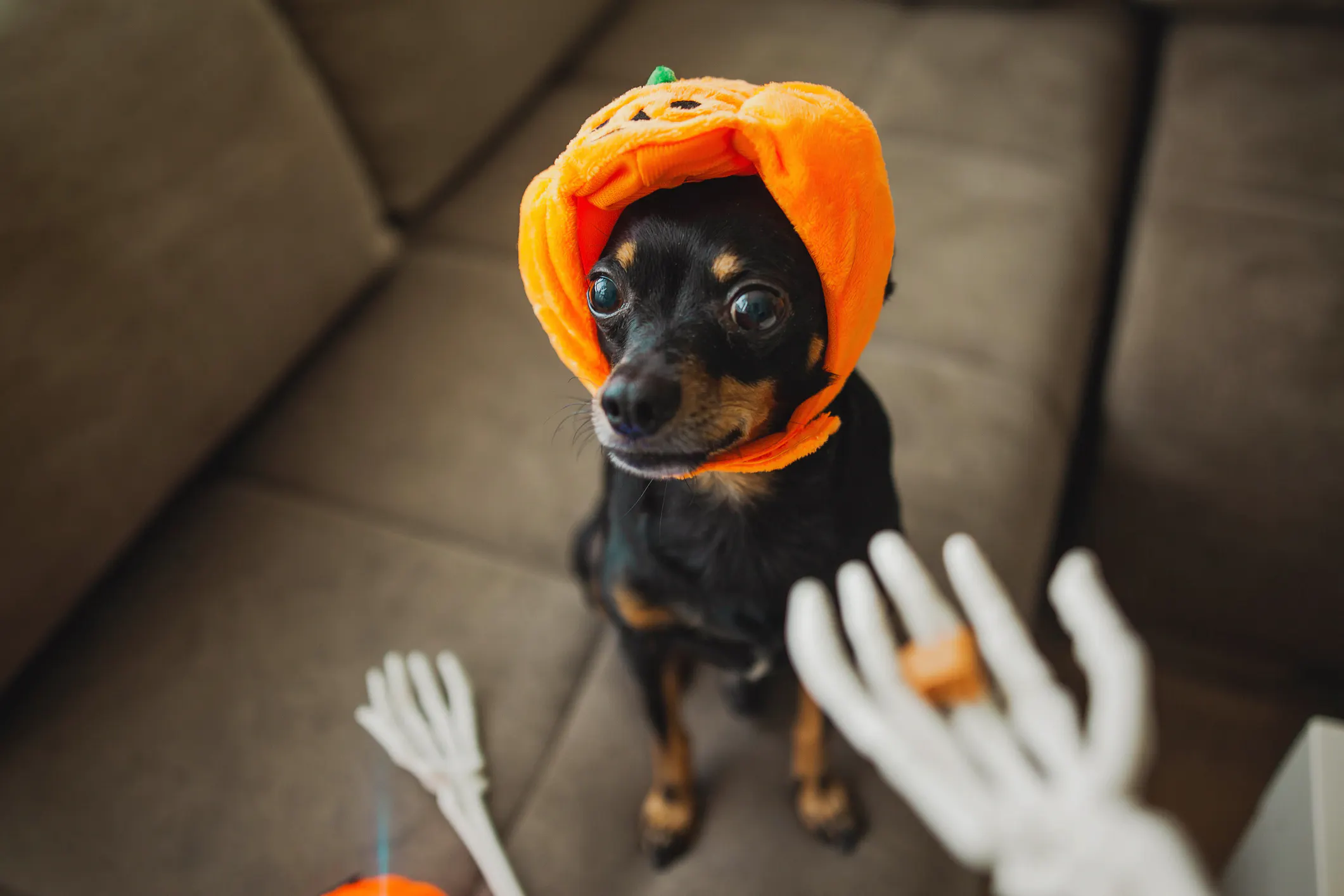 Yes, Your Cat Hates Its Lobster Costume. But It’s A $1 Billion Industry Anyway.