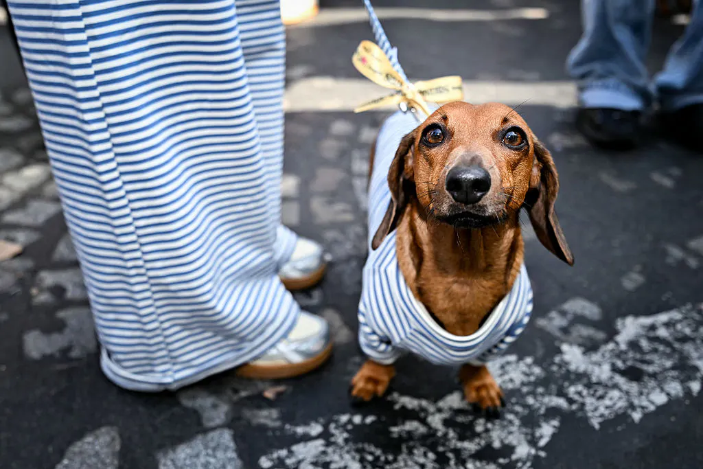 Bright Side: To Infinity, Sausage Dog Fashion Week, And Beyond