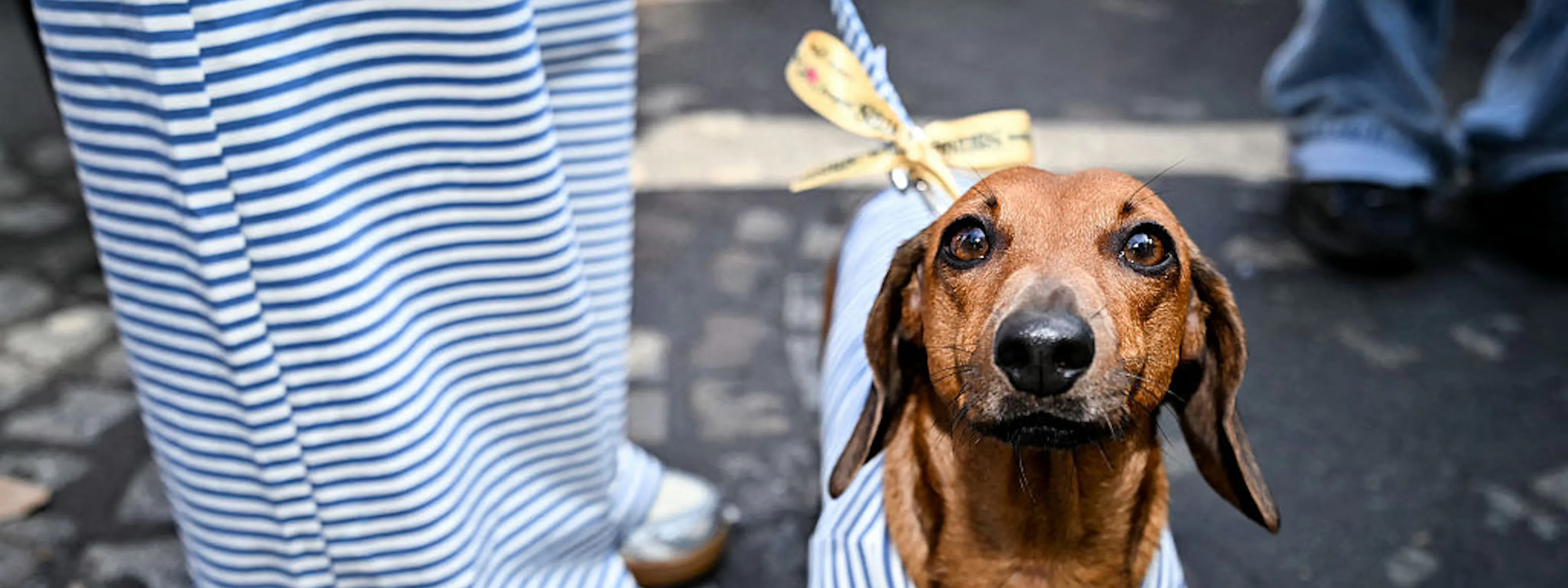 Bright Side: To Infinity, Sausage Dog Fashion Week, And Beyond