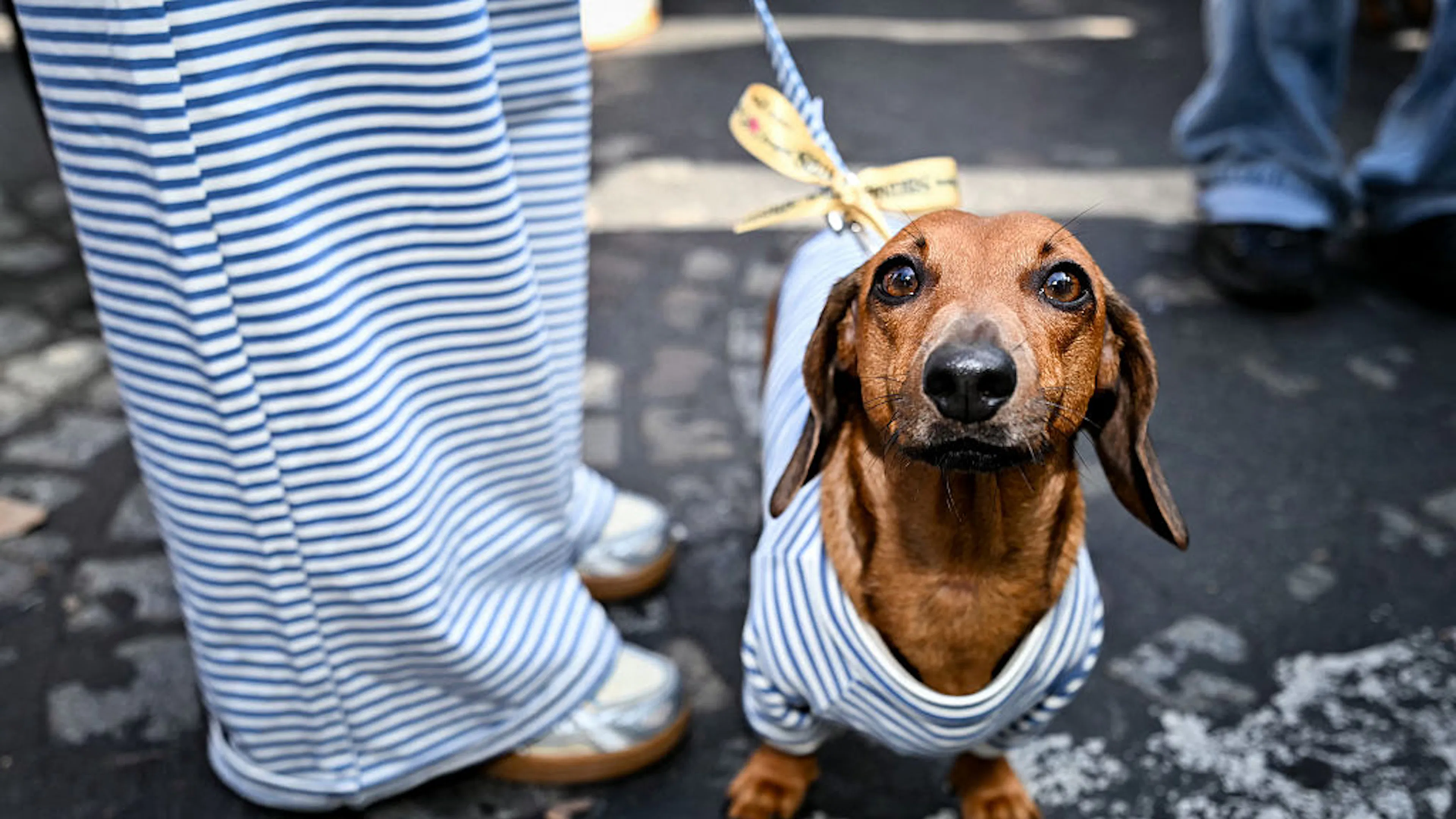 Bright Side: To Infinity, Sausage Dog Fashion Week, And Beyond